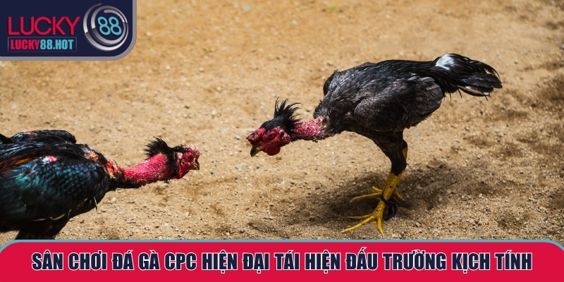 Đá gà CPC – Sân chơi giải trí hiện đại hấp dẫn cùng LUCKY88 Đá gà CPC – Sân chơi giải trí hiện đại hấp dẫn cùng LUCKY88