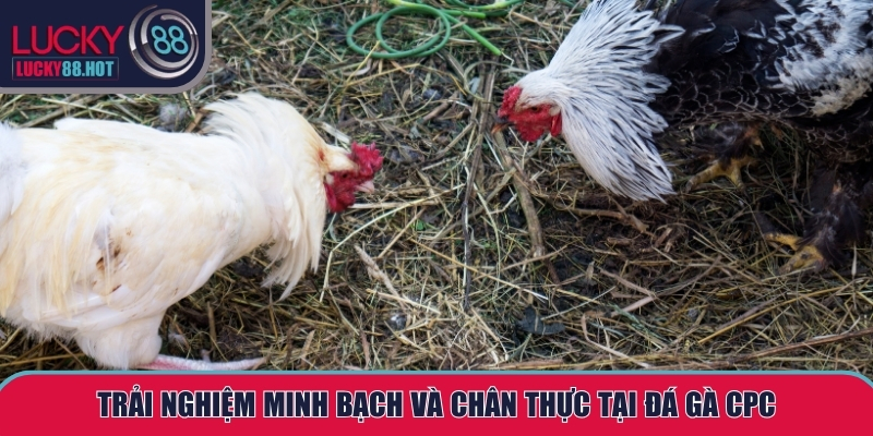 Đá gà CPC – Sân chơi giải trí hiện đại hấp dẫn cùng LUCKY88 Đá gà CPC – Sân chơi giải trí hiện đại hấp dẫn cùng LUCKY88